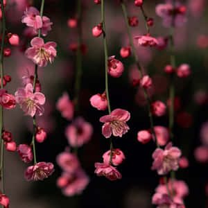 Hanging Pink Spring Flowers Ipad Wallpaper