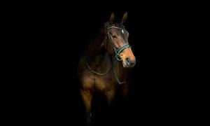 Hanoverian Horse Face Wallpaper