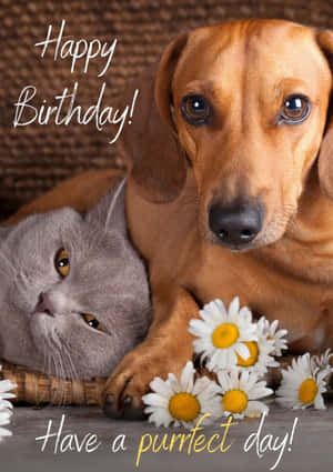 Happy Birthday Dogand Cat Friends Wallpaper