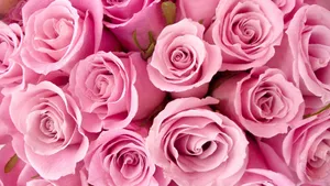 Happy Birthday Flowers Pink Roses Wallpaper