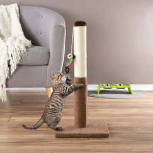 Happy Cat Enjoying A Scratching Post Wallpaper