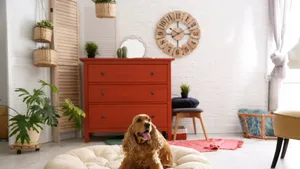 Happy Cocker Spaniel Indoor Scene Wallpaper