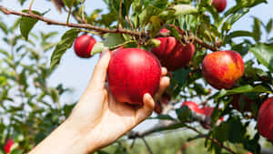 Happy Family Apple Picking At Orchard Wallpaper