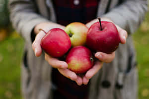 Happy Family Enjoying A Day Of Apple Picking Wallpaper