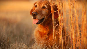 Happy Golden Retriever 1080p Hd Desktop Wallpaper