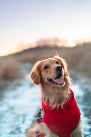 Happy Golden Retriever Red Sweater Wallpaper