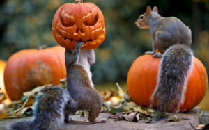 Happy Halloween From These Two Squirrels! Wallpaper