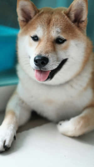 Happy Shiba Inu Dog Wallpaper