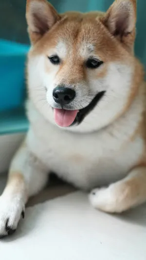 Happy Shiba Inu Dog Wallpaper
