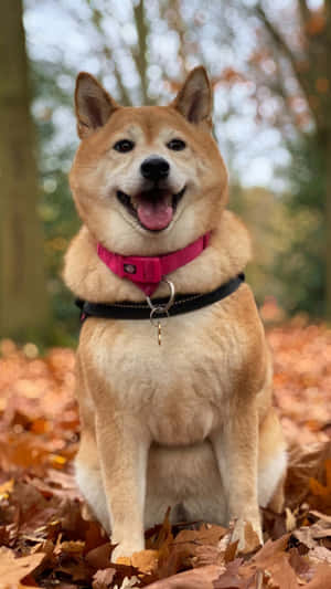 Happy Shiba Inu In Autumn Wallpaper