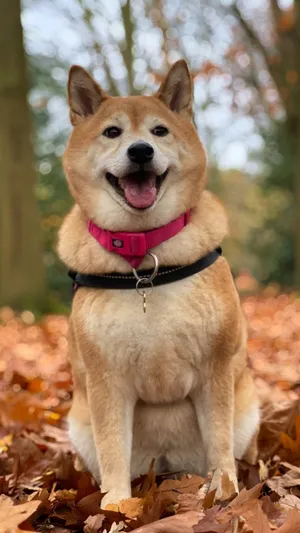 Happy Shiba Inu In Autumn Wallpaper