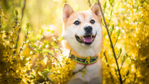 Happy Shiba Inu In Yellow Flowers Wallpaper