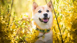 Happy Shiba Inu In Yellow Flowers Wallpaper