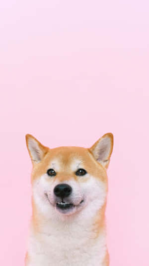 Happy Shiba Inu Portrait Wallpaper