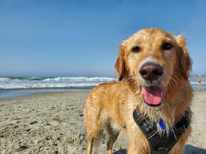 Happy Wet Dog Beach Day.jpg Wallpaper