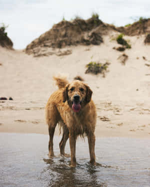 Happy Wet Dog Beach Day.jpg Wallpaper