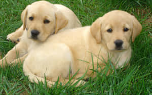 Happy Yellow Labrador Relaxing In A Beautiful Field. Wallpaper