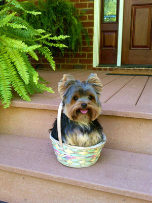 Happy Yorkshire Terrier In Basket Wallpaper