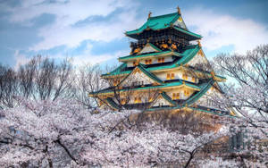 Harbin City Cherry Blossoms Wallpaper