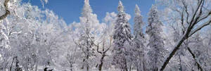 Harbin City Frosted Trees Wallpaper