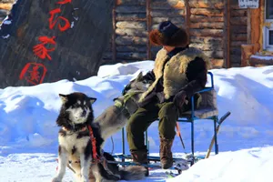 Harbin Siberian Husky Wallpaper