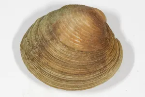 Hard Shell Clam Quahog Wallpaper