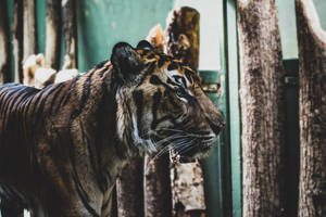 Harimau Near Tree Logs Wallpaper