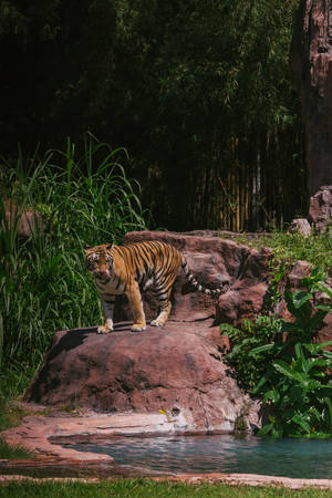 Harimau Standing On Red Rocks Wallpaper