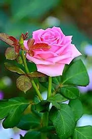 Haritham American Pink Rose Flower Wallpaper