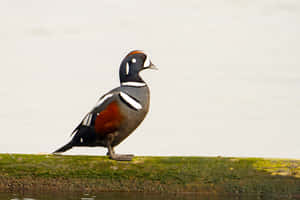 Harlequin Duck On Log Wallpaper