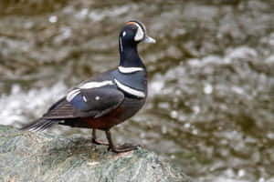 Harlequin Duck On River Rock Wallpaper