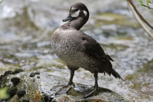 Harlequin Duck On River Rock Wallpaper