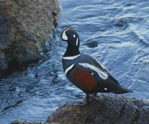 Harlequin Duck On Rocky Shore Wallpaper