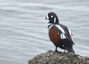 Harlequin Duck On Rocky Shore Wallpaper