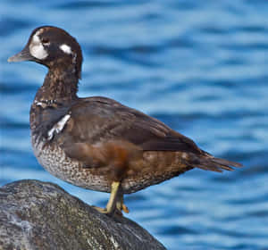 Harlequin Duck Perchedon Rock Wallpaper