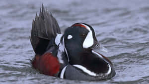 Harlequin Duck Preeningin Water Wallpaper