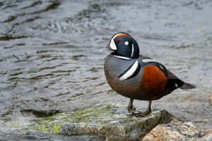 Harlequin Duck Riverside Wallpaper