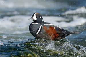 Harlequin Duck Splashing Water Wallpaper