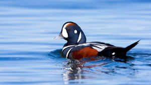 Harlequin Duck Swimming Blue Waters Wallpaper