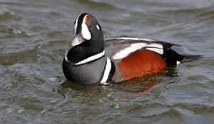 Harlequin Duck Swimming Wallpaper