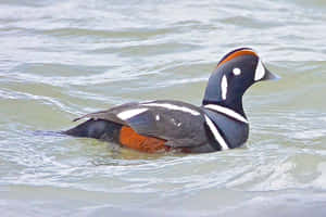 Harlequin Duck Swimming Wallpaper