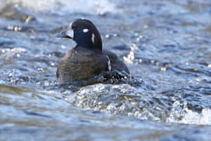 Harlequin Duck Swimmingin River Wallpaper