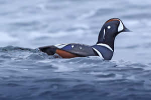 Harlequin Duck Swimmingin Water Wallpaper