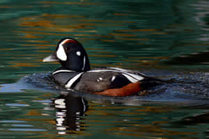 Harlequin Duck Swimmingin Water Wallpaper