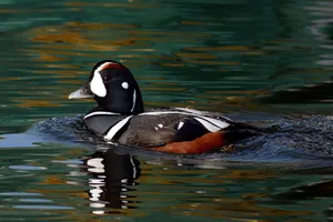 Harlequin Duck Swimmingin Water Wallpaper