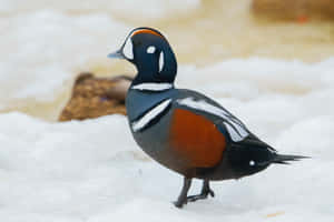 Harlequin Duckin Snow Wallpaper