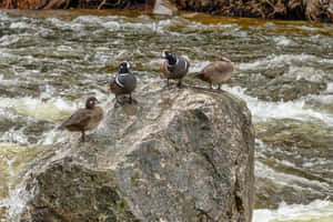 Harlequin Ducks On River Rock Wallpaper