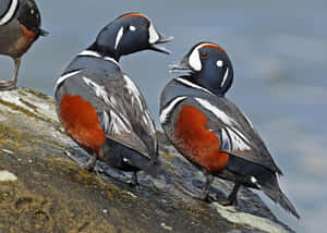 Harlequin Ducks On Rocky Shore Wallpaper