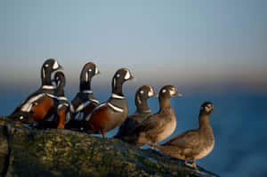 Harlequin Ducks On Rocky Shoreline Wallpaper