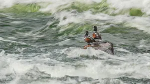 Harlequin Ducks Restingon River Rapids Wallpaper